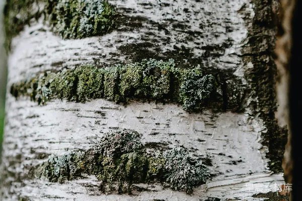 高清摄影 一棵树干的特写，上面长着苔藓。