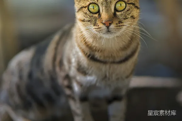一只猫坐在水泥花盆上