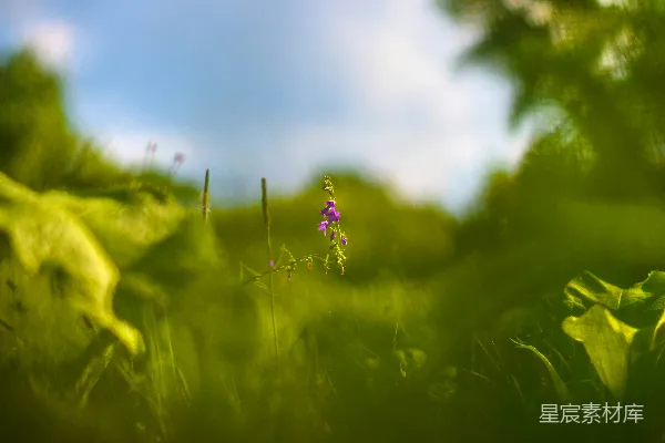 田野中一朵紫色的花