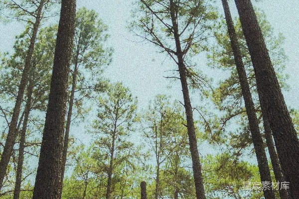 高清摄影 森林中的高大的松树伸向天空。
