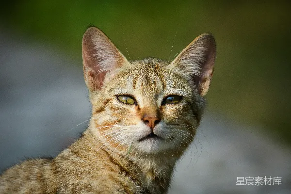 聚焦拍摄的橘色花斑猫照片