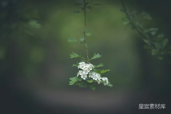 高清摄影 一簇挂在树上的小白花。