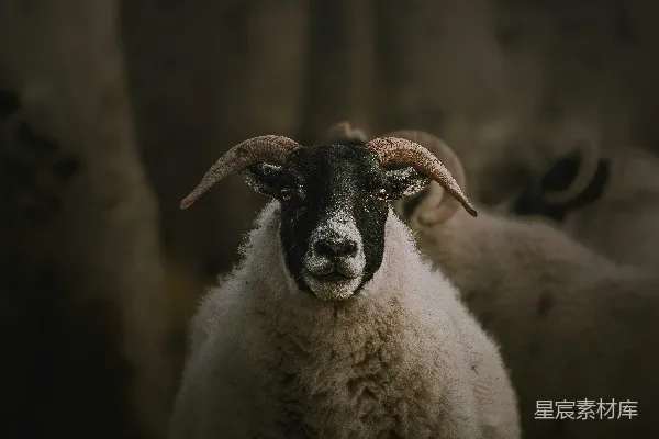 有一只对着相机直视的有角绵羊。