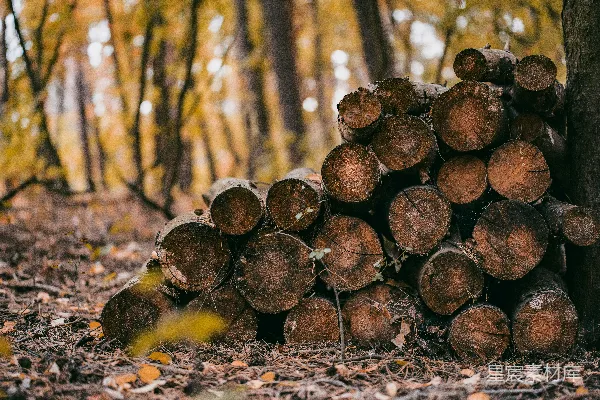 高清摄影 一堆被砍伐的树木