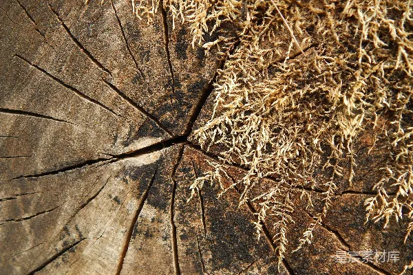 高清摄影 一张生长着青苔的木头特写照片