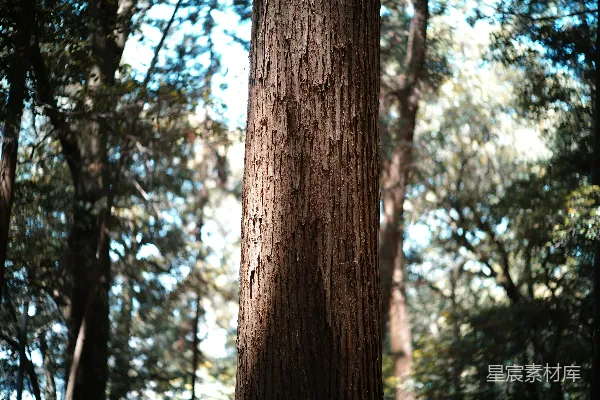 高清摄影 阳光明媚的森林中一棵树干的特写。