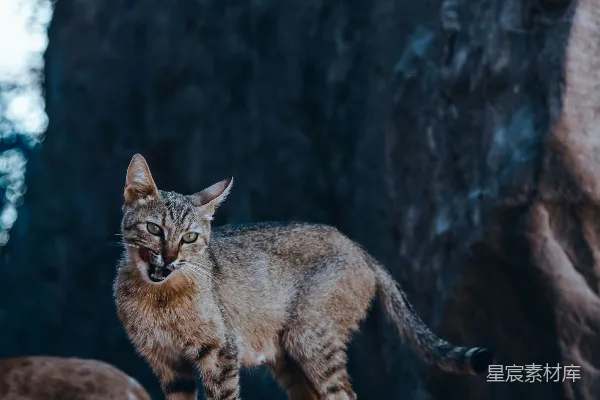 灰猫坐在岩石上