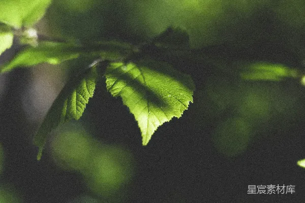 白天绿色叶片的聚焦摄影