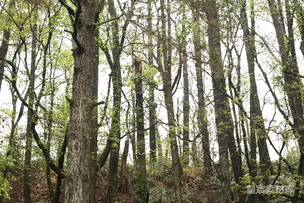 高清摄影 森林中高大的树上长出了新的绿叶。