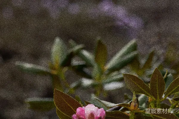 一朵娇嫩的粉红色花蕾被浓绿的叶子环绕着。