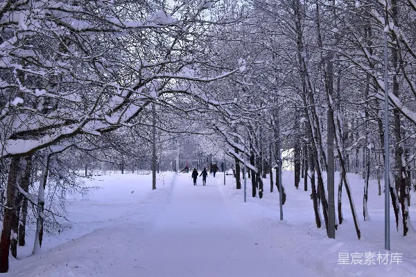 公园里一条积雪的小径，有很多树木。