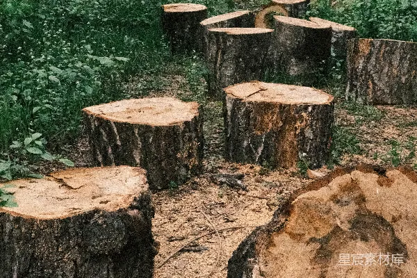 高清摄影 森林地面上散落着树桩