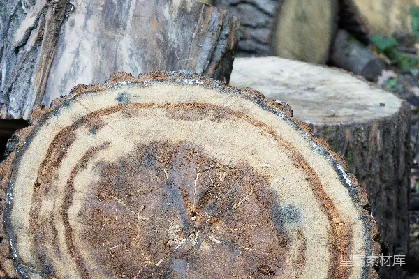 高清摄影 一堆切好的原木，可以看到树轮。
