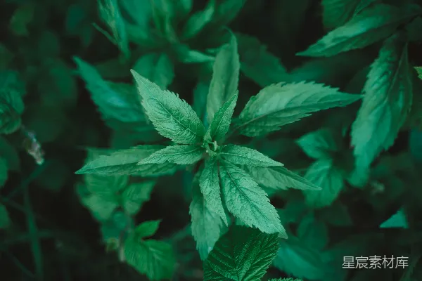 绿色叶片的近景摄影