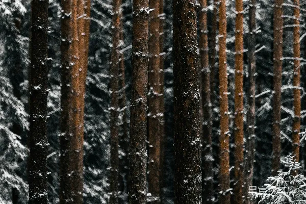 高清摄影 棕色的树枝上覆盖着雪。