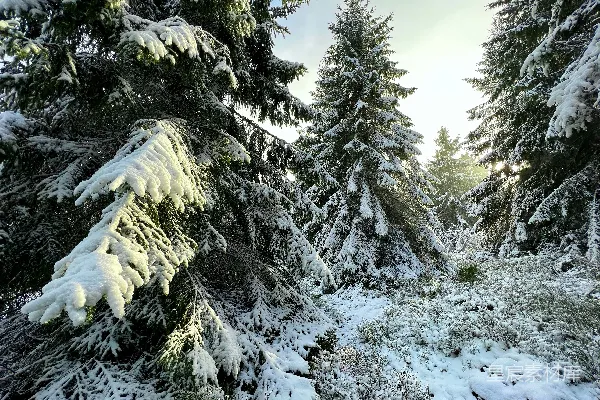 覆盖着白雪的森林里有很多树木