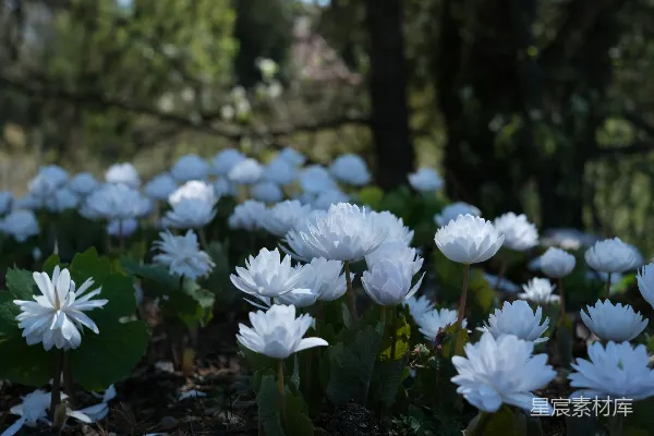 一群白花