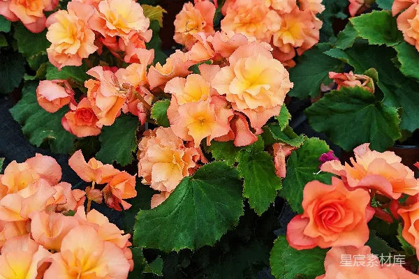 一束鲜花