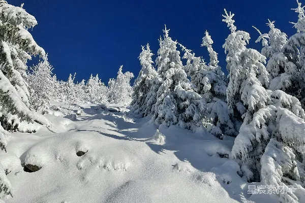 覆盖着白雪的森林里布满了树木