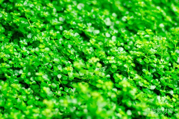 绿色植物的焦点选取摄影