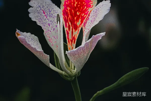 一朵娇嫩的粉白色花朵上点缀着红色斑点。