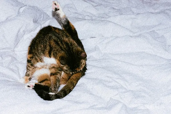 棕色虎斑猫卧于白色织物上