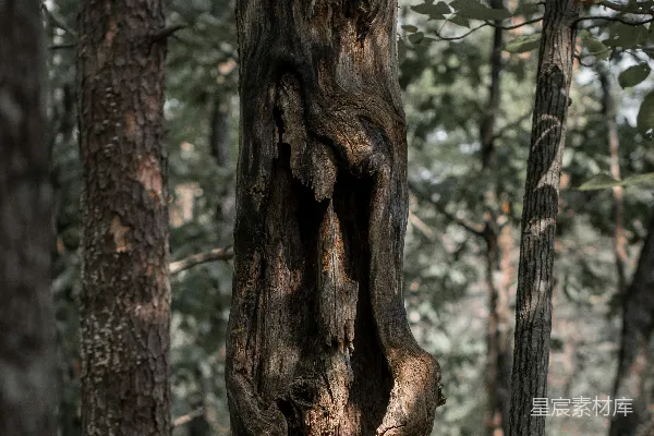 高清摄影 枯死的树干在森林中