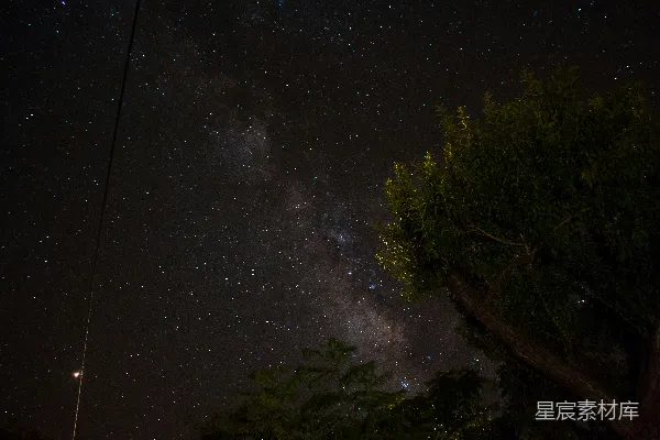 星光下的绿树