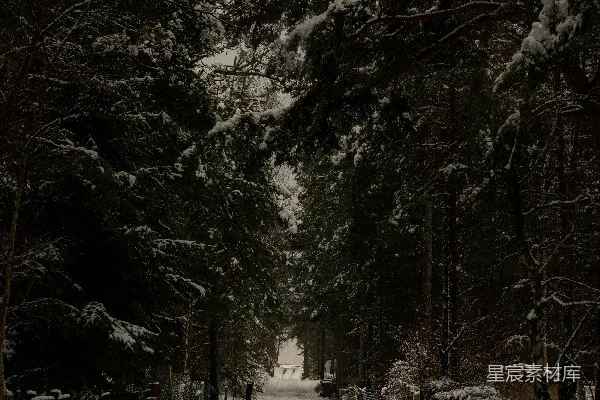 树间覆盖着雪花的道路