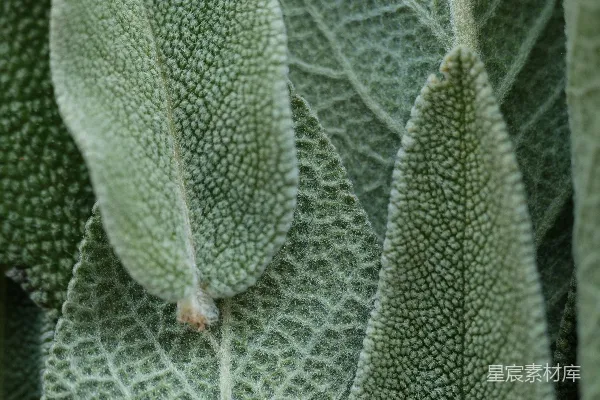 一株绿植的特写镜头