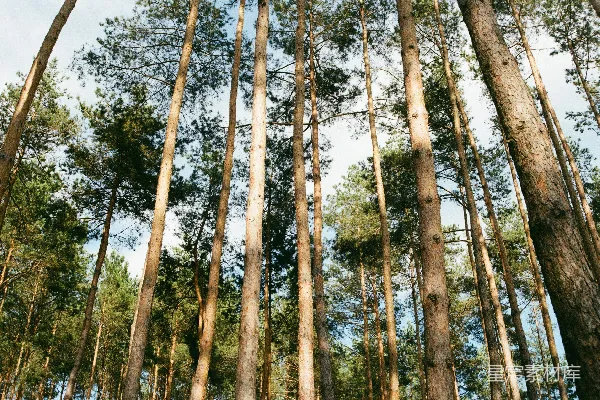 高清摄影 绿叶树
