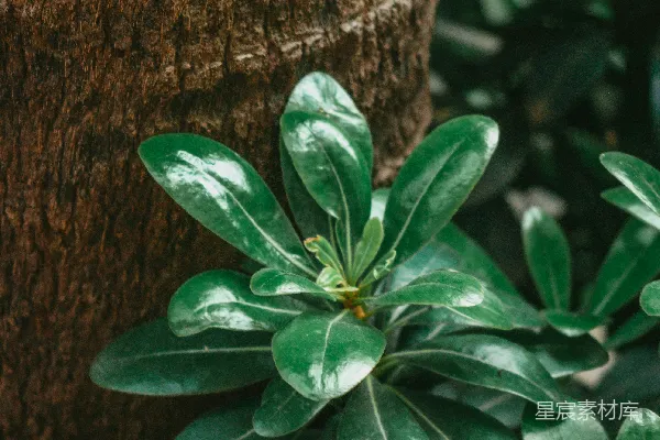 高清摄影 一棵树旁边的一株植物的特写。