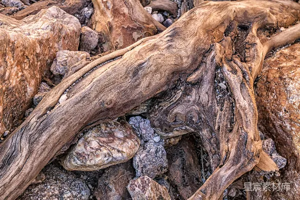 高清摄影 一张岩石和树枝特写的照片