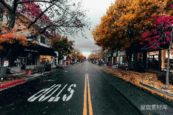 树间小路在灰暗的天空下