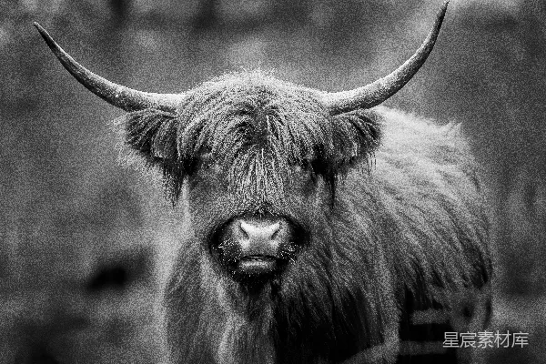 水 buffalo 的灰度照片