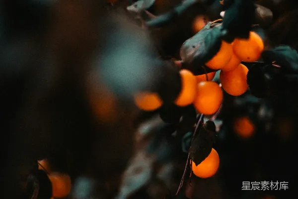 橙色的水果