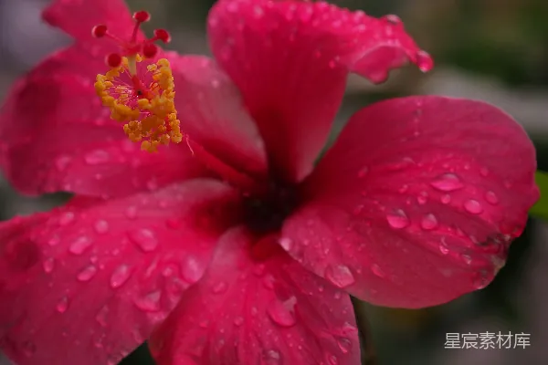 一朵带着水珠的粉色花朵