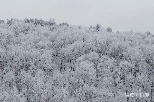 一座覆盖着白雪的山峦，树丛位于前景中。