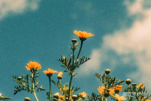 一束生长在草丛中的花
