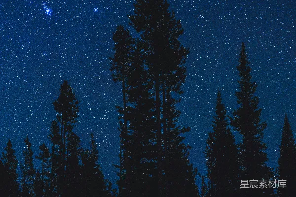 森林中夜间的一辆白色轿车