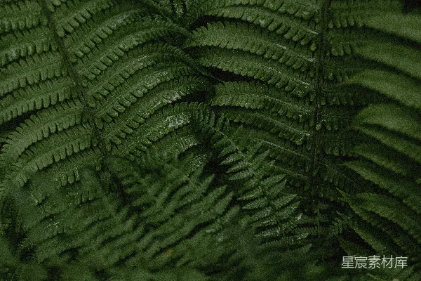 一幅绿植的特写镜头，有很多叶片
