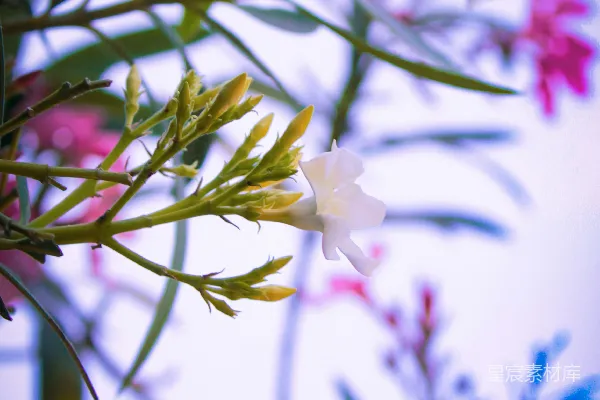 一束插在花瓶里的鲜花