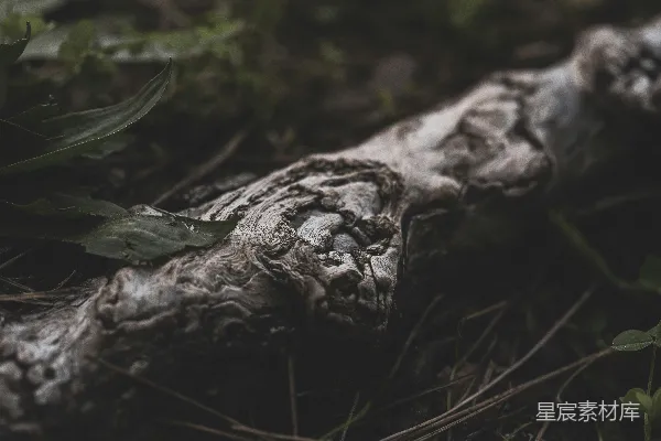 高清摄影 在草地上的一块木头的特写镜头