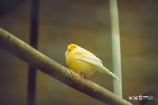 一只小黄鸟停在一根金属杆上。