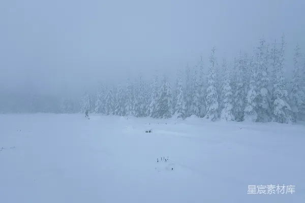 覆盖着白雪的田野，背景是树木。