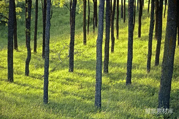 高清摄影 一群站在草地上的树。
