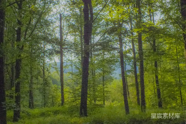 高清摄影 一幅森林中的树木和草地的画作