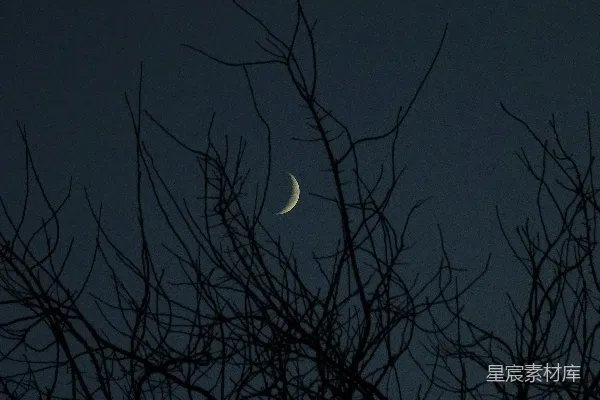 夜空中透过裸树枝头可见残月。