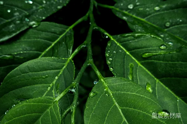 带水珠的绿植物