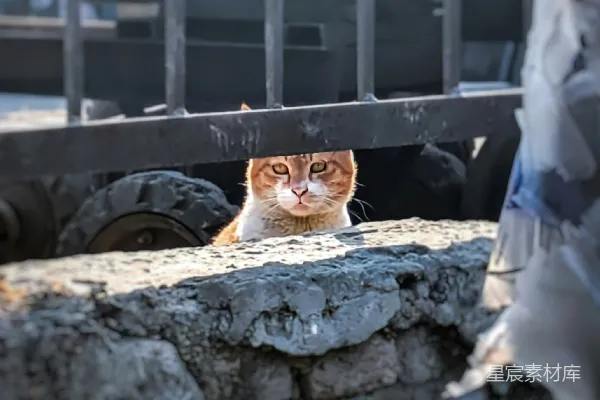 一只金丝猫从围栏后面探出头来。
